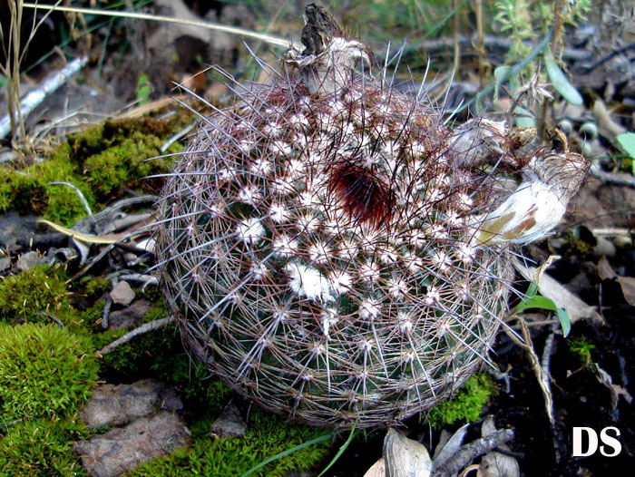 Parodia nothorauschii