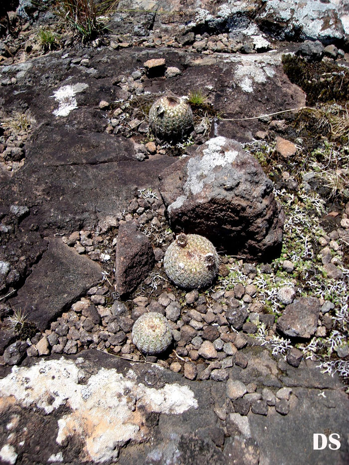 Parodia nothorauschii