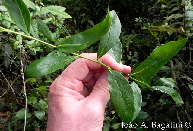 Quillaja brasiliensis