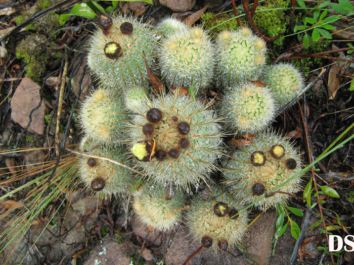 Parodia neobuenekeri