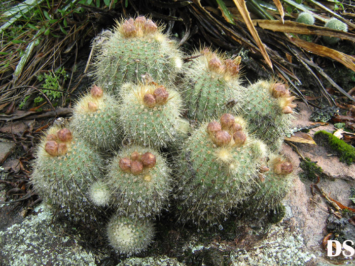 Parodia neobuenekeri