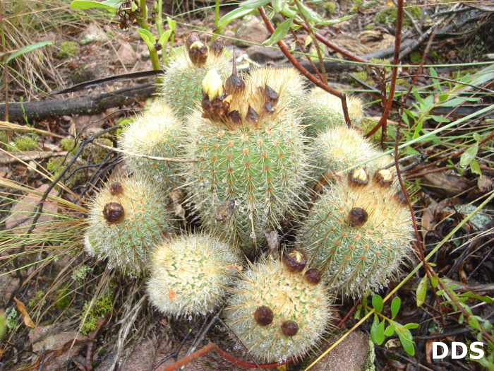 Parodia neobuenekeri