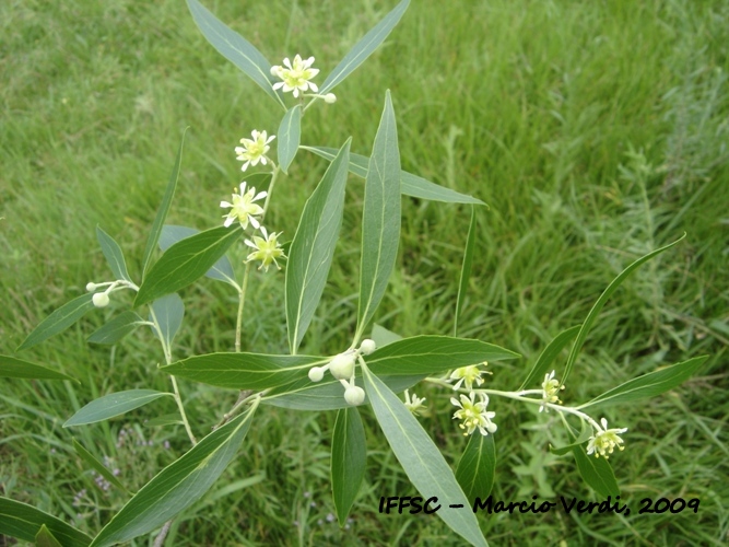 Quillaja brasiliensis