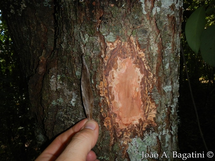 Quillaja brasiliensis