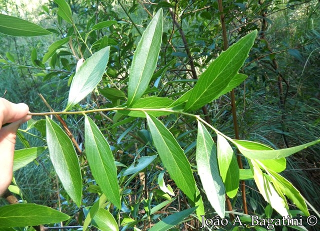 Quillaja brasiliensis