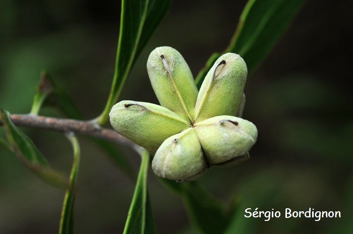 Quillaja brasiliensis