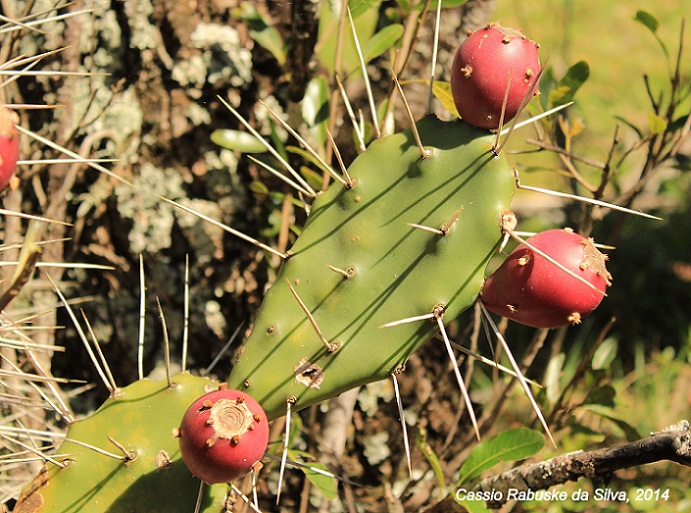 Opuntia elata