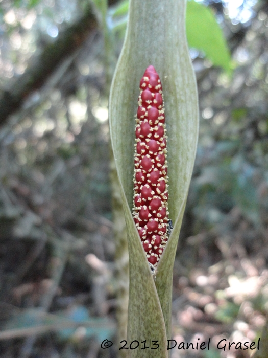 Asterostigma lividum