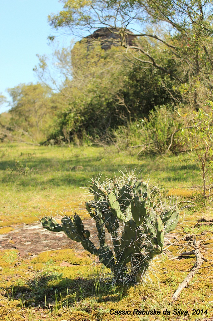 Opuntia elata