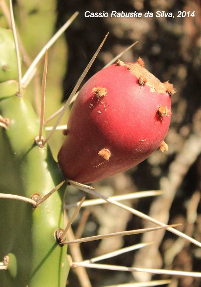 Opuntia elata