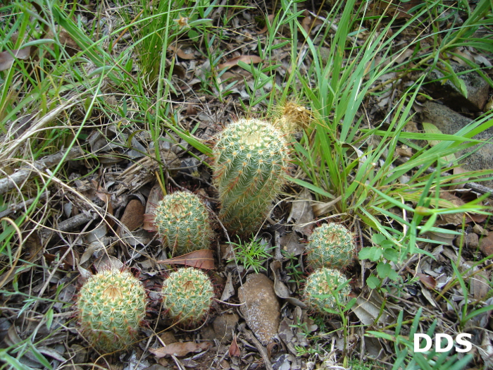 Parodia tenuicylindrica