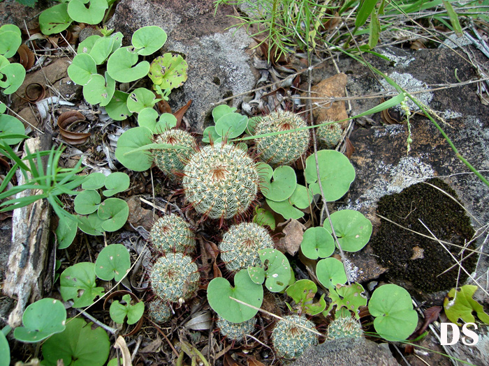 Parodia tenuicylindrica