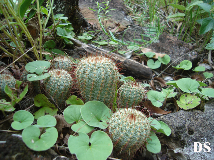 Parodia tenuicylindrica