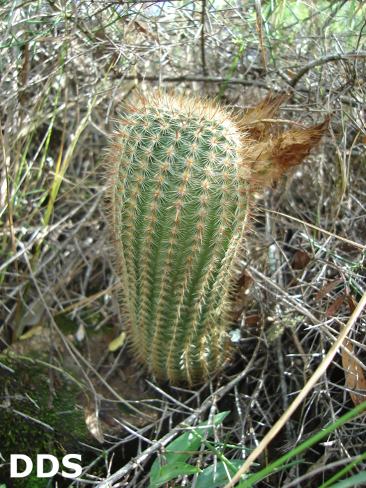 Parodia tenuicylindrica