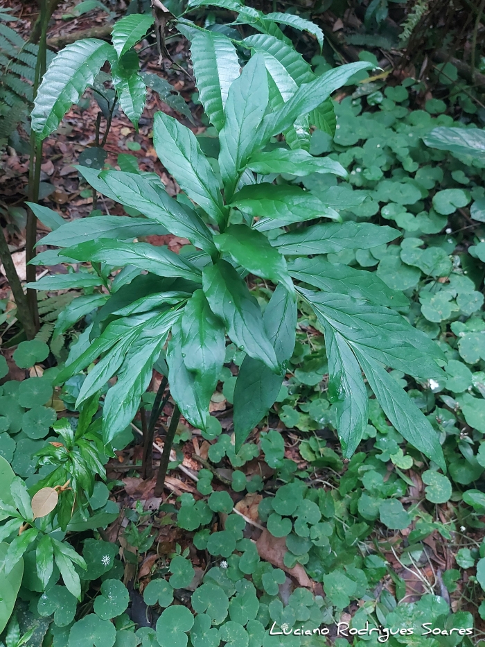 Asterostigma tweedianum