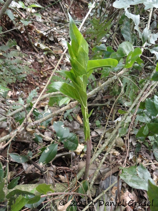 Asterostigma lividum