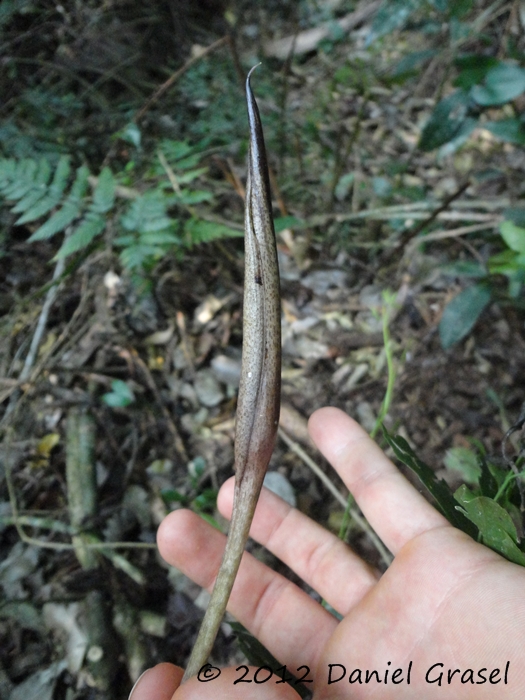 Asterostigma lividum