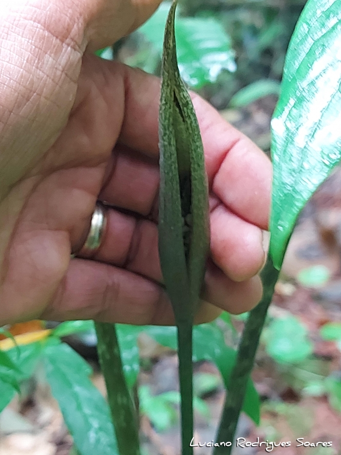 Asterostigma tweedianum