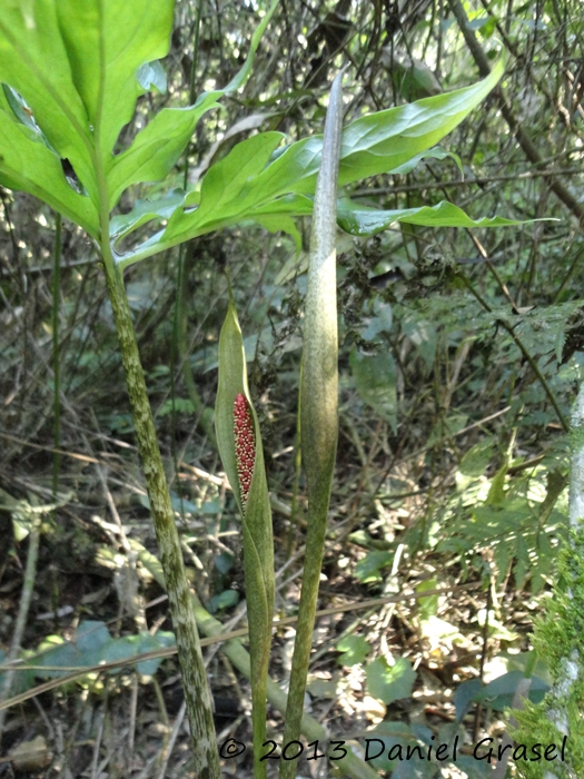 Asterostigma lividum