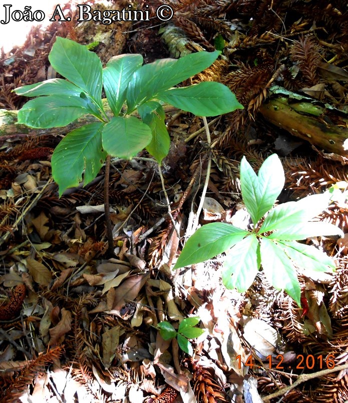 Asterostigma lividum