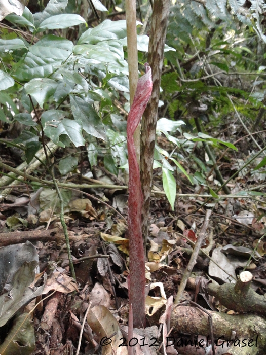 Asterostigma lividum