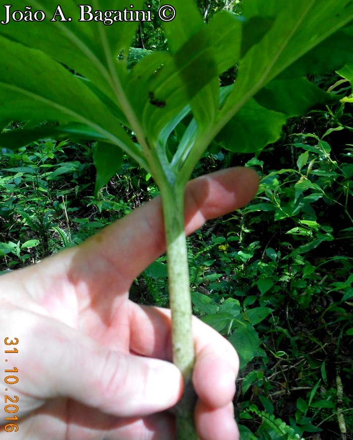 Asterostigma lividum