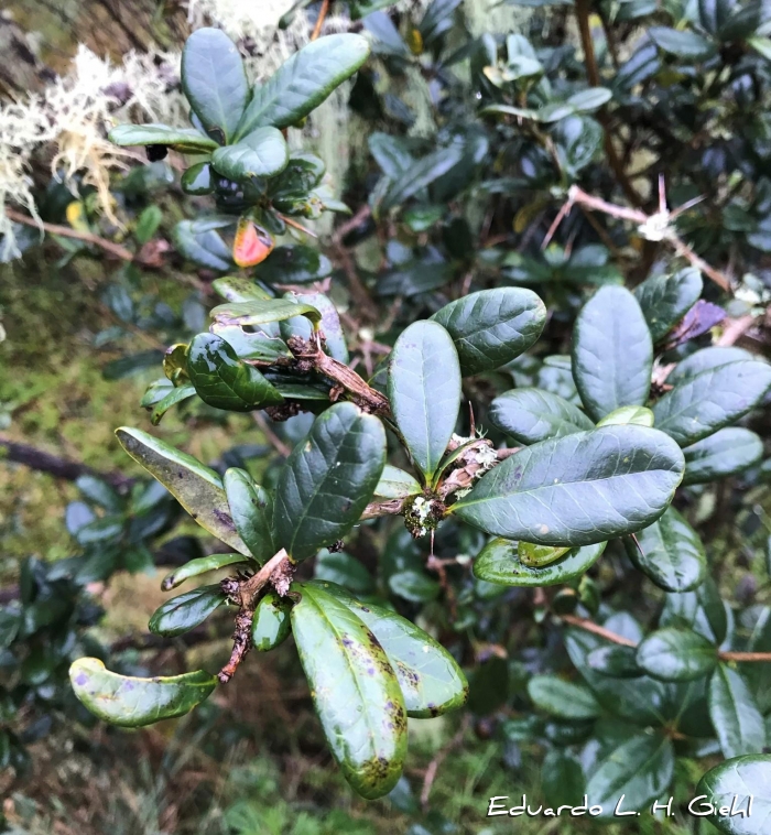 Berberis laurina