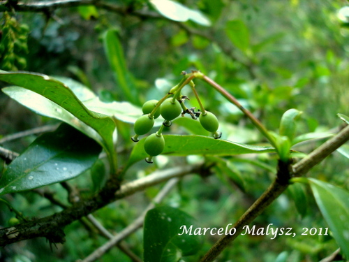 Berberis laurina