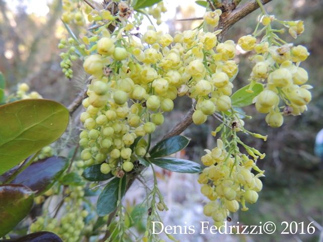 Berberis laurina