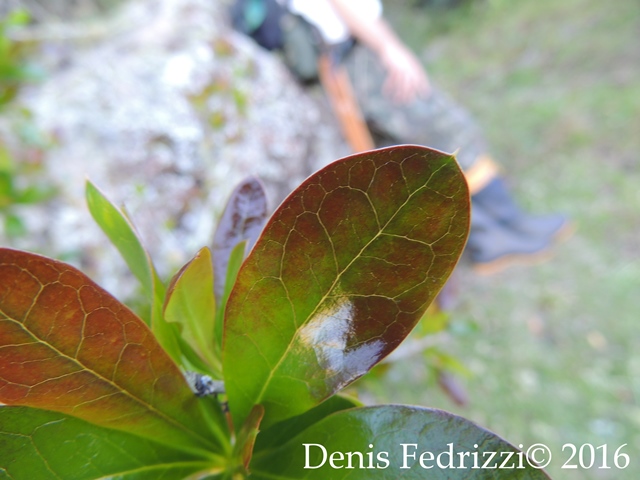 Berberis laurina