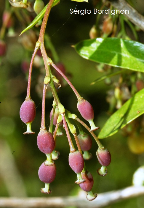 Berberis laurina