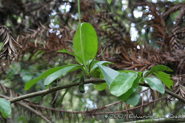 Berberis laurina