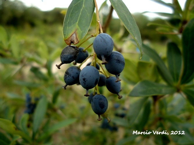 Berberis laurina