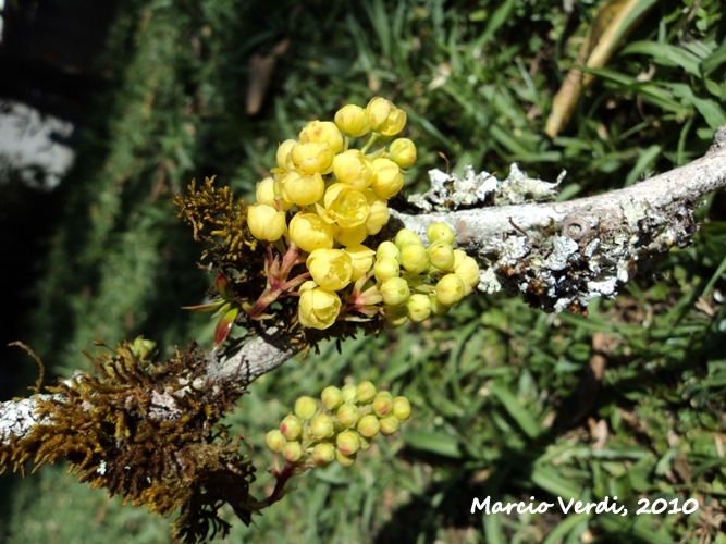 Berberis laurina