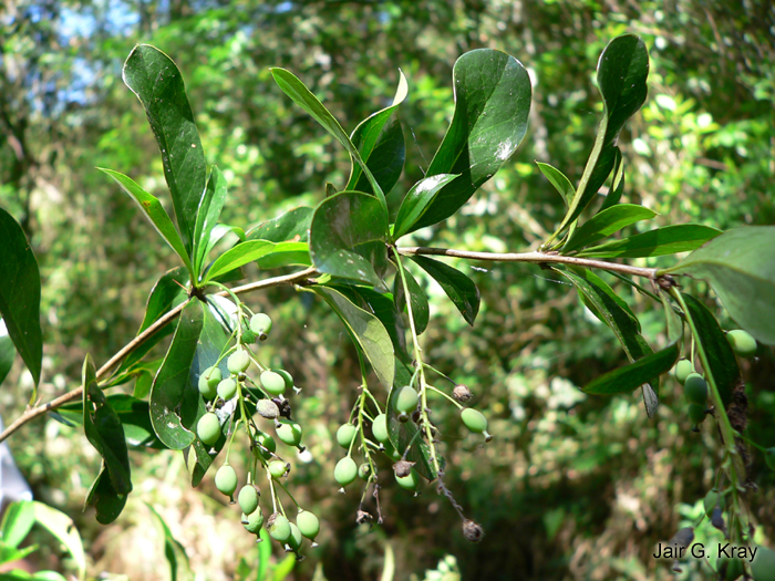 Berberis laurina