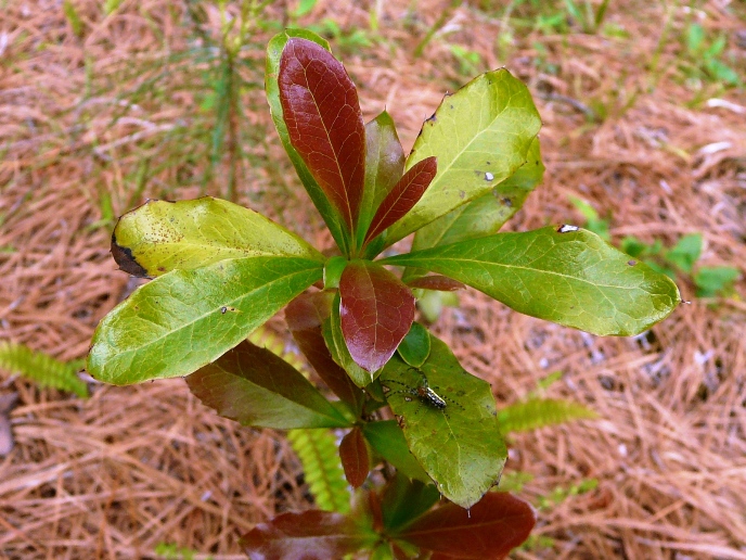 Berberis laurina