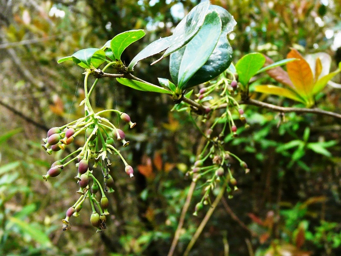 Berberis laurina