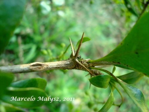 Berberis laurina