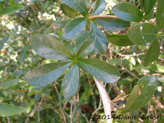 Berberis laurina