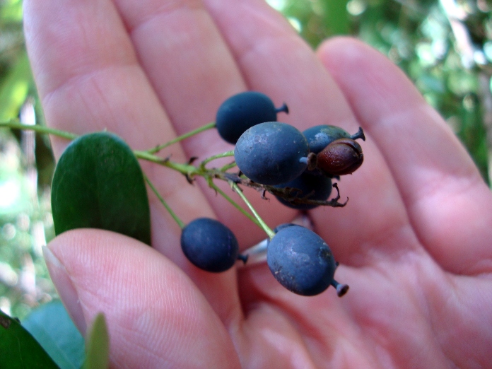 Berberis laurina