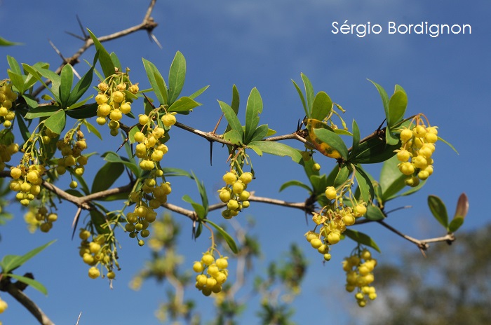 Berberis laurina