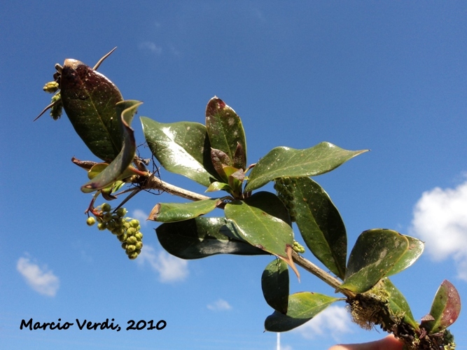 Berberis laurina