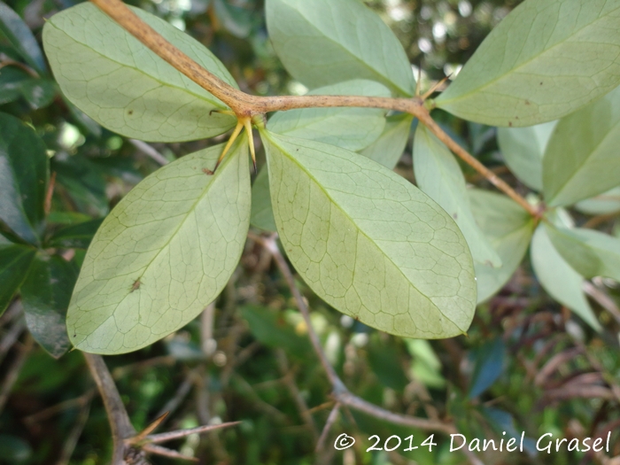 Berberis laurina