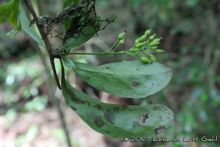 Berberis laurina