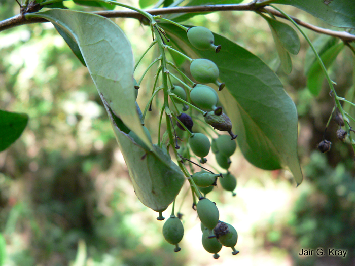 Berberis laurina