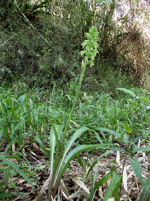 Pelexia bonariensis