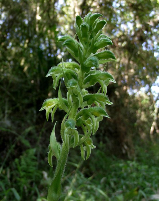 Pelexia bonariensis