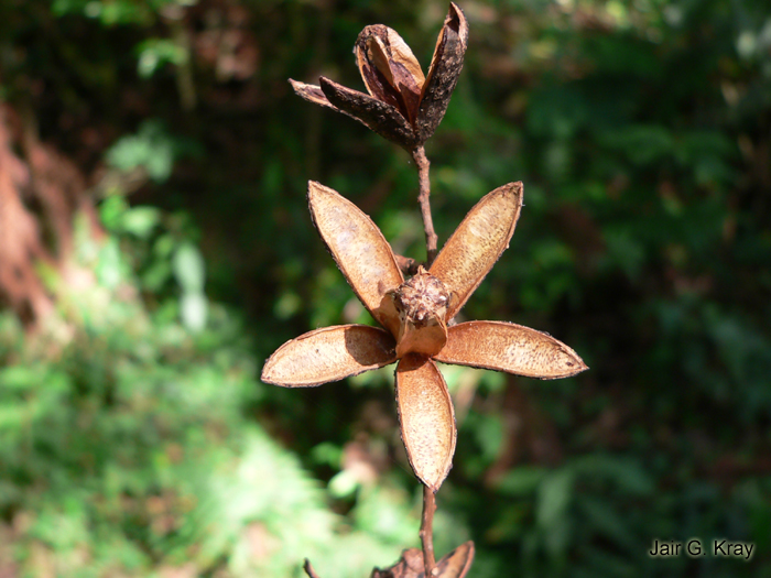 Cedrela odorata