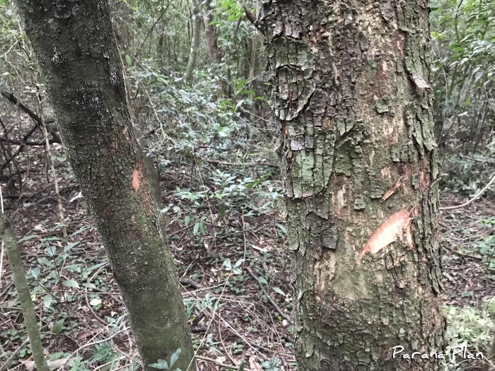 Parapiptadenia rigida