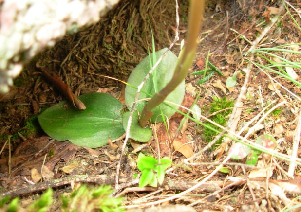 Prescottia densiflora